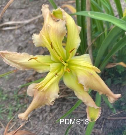 PDMS13
